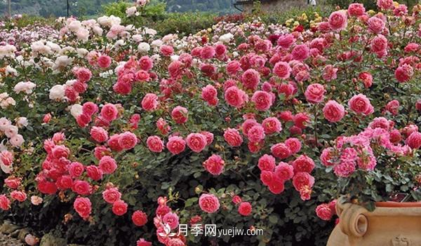 4個好養(yǎng)的月季品種，隨便一養(yǎng)就爆花，夏天耐熱不怕曬(圖3)