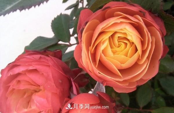 4個好養(yǎng)的月季品種，隨便一養(yǎng)就爆花，夏天耐熱不怕曬(圖2)