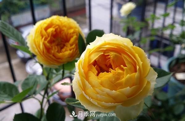 4個好養(yǎng)的月季品種，隨便一養(yǎng)就爆花，夏天耐熱不怕曬(圖4)