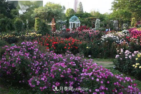 月季在花園中的應用場景，美圖欣賞(圖1)