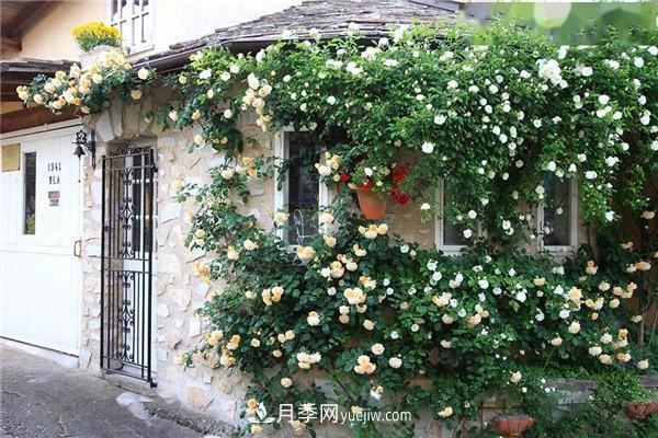 月季在花園中的應用場景，美圖欣賞(圖3)