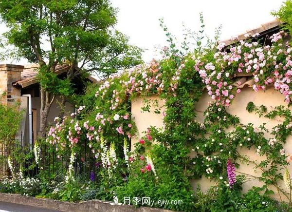 月季在花園中的應用場景，美圖欣賞(圖4)