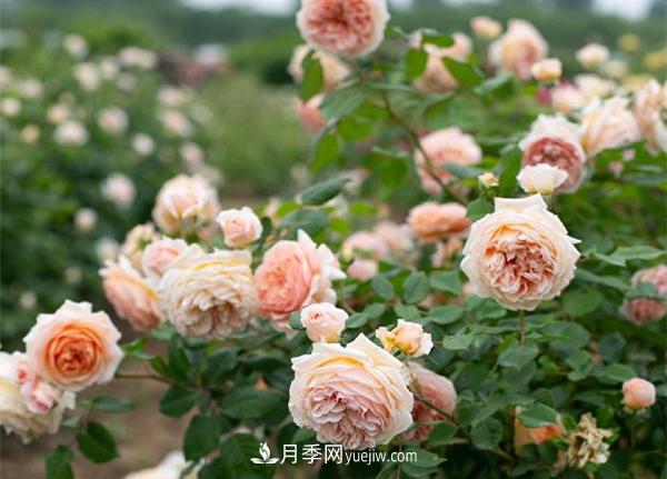 花園藤本月季，9個(gè)優(yōu)秀品種推薦(圖7)