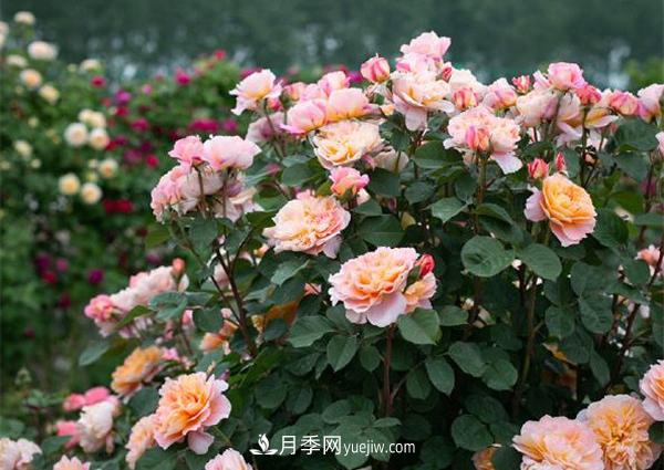 花園藤本月季，9個(gè)優(yōu)秀品種推薦(圖2)