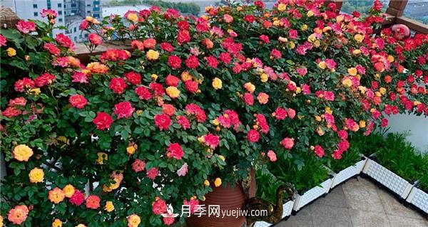 花園藤本月季，9個(gè)優(yōu)秀品種推薦(圖5)