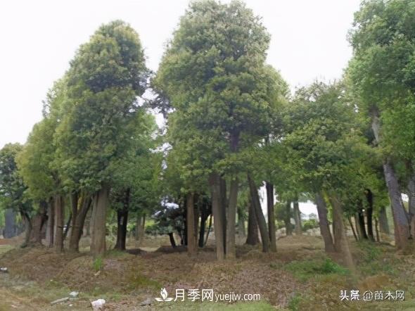 全冠香樟、切桿香樟、骨架香樟有什么區(qū)別(圖4)