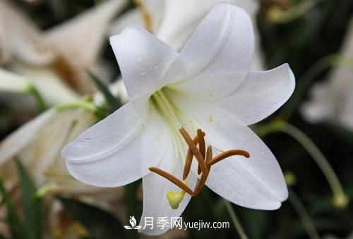 百合花粉百合香水百合，花語代表什么？(圖1)