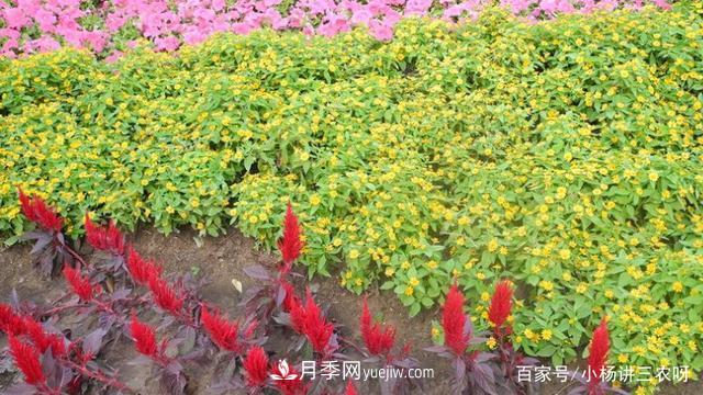十條扶持政策，身為苗木人，你一定要知道(圖4)