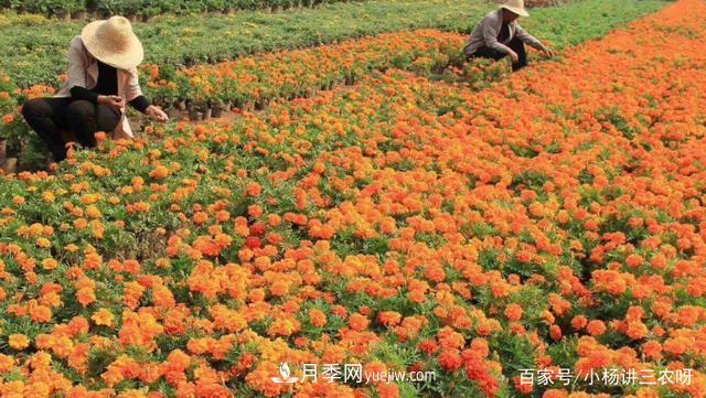 十條扶持政策，身為苗木人，你一定要知道(圖1)