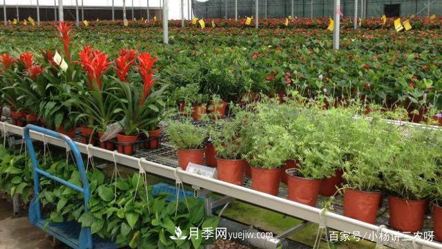十條扶持政策，身為苗木人，你一定要知道(圖3)