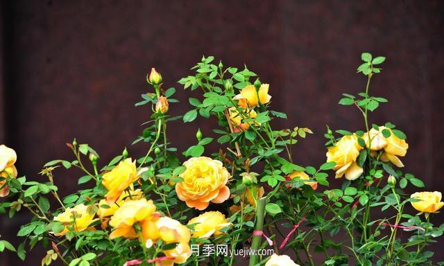 月季花好養(yǎng)嗎？給你養(yǎng)殖方法，養(yǎng)過(guò)后就欲罷不能(圖3)