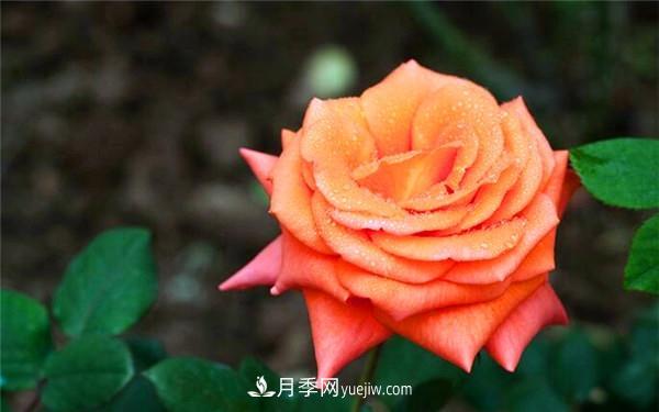 歐月月季和月季花的區(qū)別是什么？(圖1)