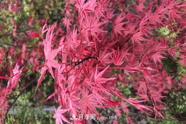 雞爪槭和紅楓的區(qū)別，葉片、枝干、花果期(圖1)
