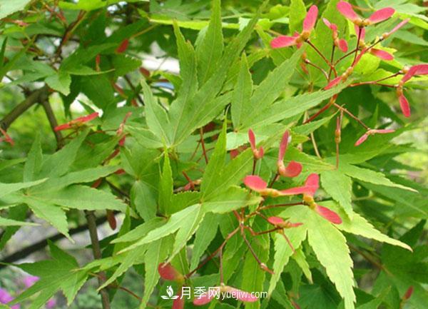 雞爪槭和紅楓的區(qū)別，葉片、枝干、花果期(圖2)
