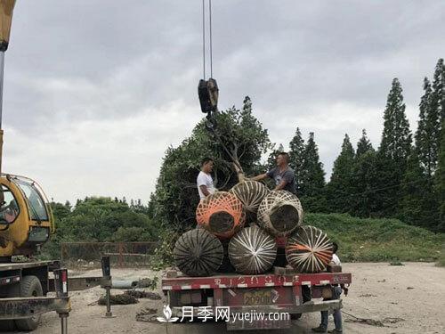 月季、苗木、樹木移栽怎樣不垮土？(圖3)