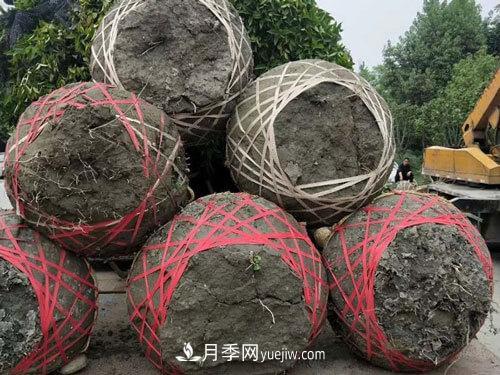 月季、苗木、樹木移栽怎樣不垮土？(圖1)