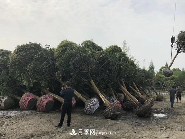 南陽桂花基地，桂花移植的***佳時(shí)機(jī)是什么時(shí)候(圖2)