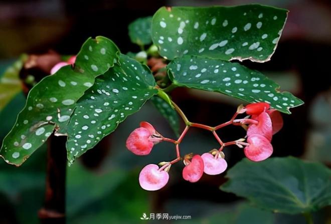 網紅花卉之鱒魚秋海棠，葉奇花美，如何進行日常養(yǎng)護(圖1)