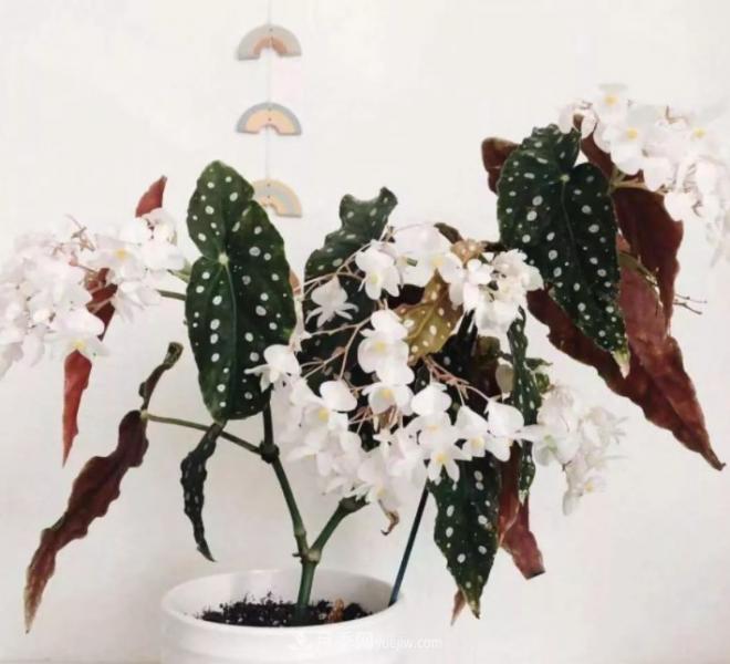 網紅花卉之鱒魚秋海棠，葉奇花美，如何進行日常養(yǎng)護(圖2)