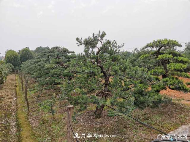 2021綠化苗木市場(chǎng)將有哪些重大升級(jí)(圖5)