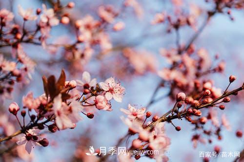 2021綠化苗木市場(chǎng)將有哪些重大升級(jí)(圖4)