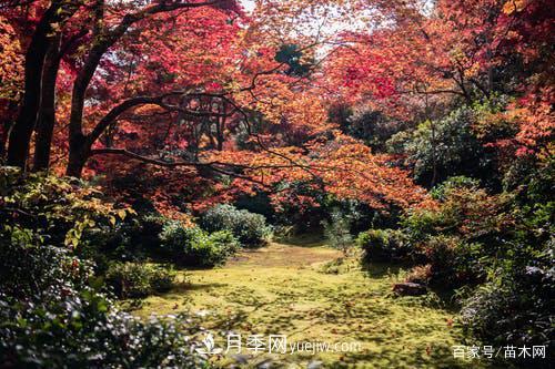2021綠化苗木市場(chǎng)將有哪些重大升級(jí)(圖3)