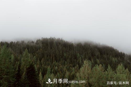 2021綠化苗木市場(chǎng)將有哪些重大升級(jí)(圖1)