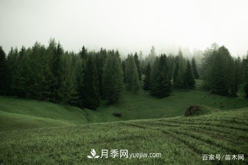 2021綠化苗木市場(chǎng)將有哪些重大升級(jí)(圖2)
