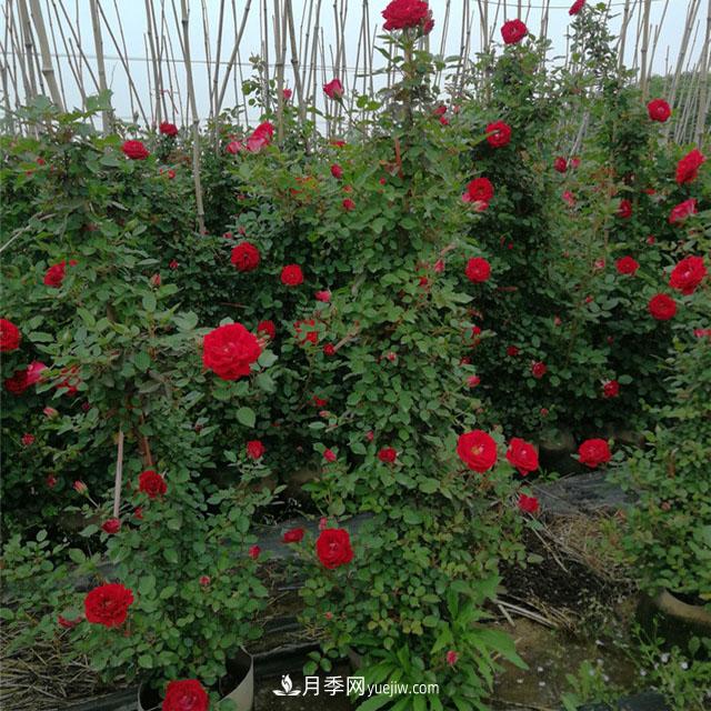 月季老化了，有什么處理方法(圖1)