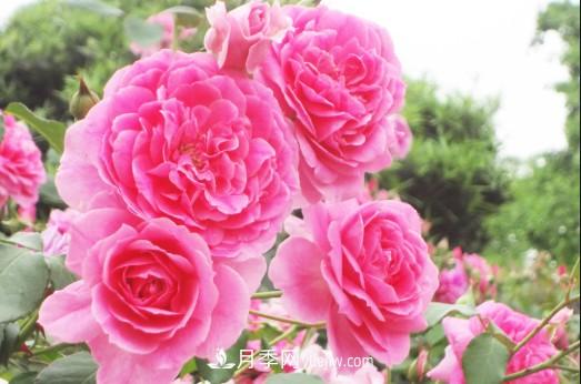 陽臺養(yǎng)殖盆栽月季的方法和注意事項(xiàng)！(圖2)