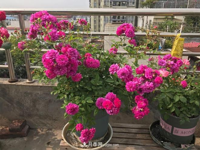 甜蜜馬車(chē)月季，花朵又美又香，四季持續(xù)開(kāi)花，值得擁有(圖1)