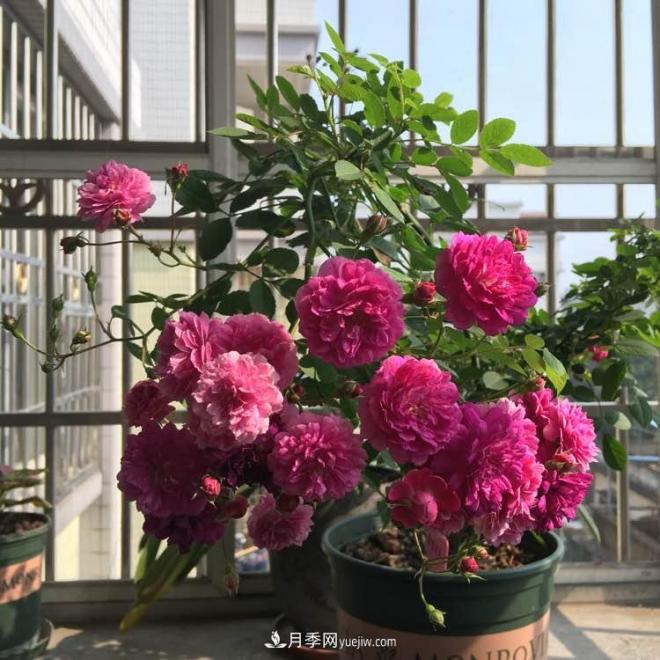 甜蜜馬車(chē)月季，花朵又美又香，四季持續(xù)開(kāi)花，值得擁有(圖2)