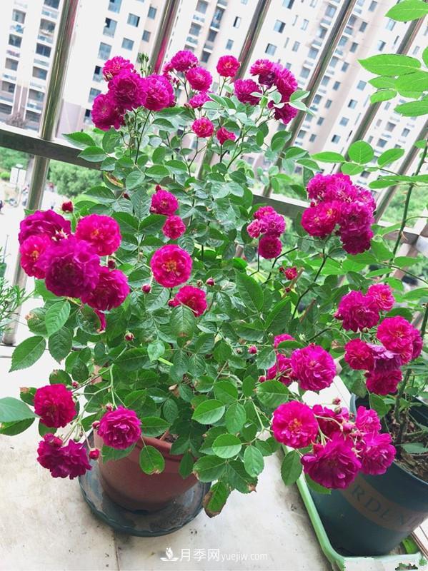 甜蜜馬車(chē)月季，花朵又美又香，四季持續(xù)開(kāi)花，值得擁有(圖4)