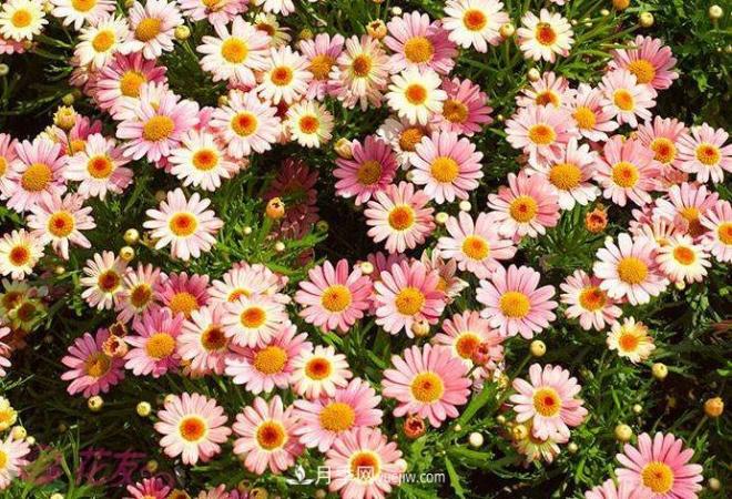 瑪格麗特花能活幾年？怎么買一棵活百年？(圖1)