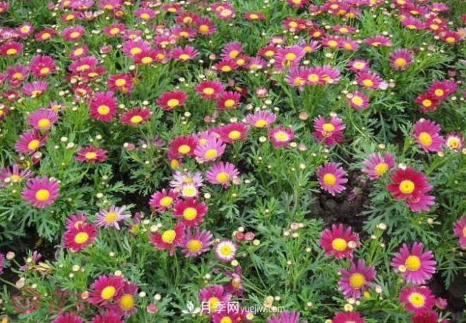 瑪格麗特花能活幾年？怎么買一棵活百年？(圖2)