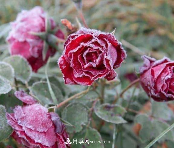 盆栽月季花冬季管理必知，修剪、防凍、防風(fēng)(圖1)