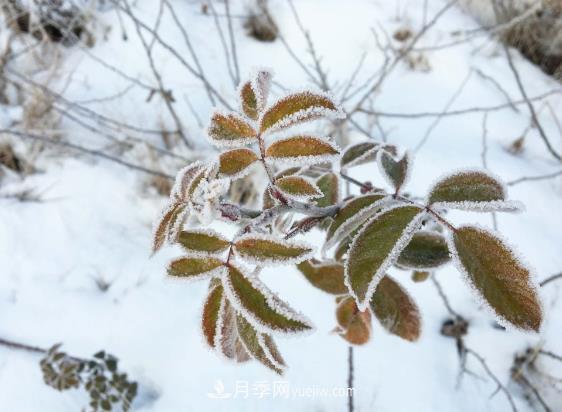 盆栽月季花冬季管理必知，修剪、防凍、防風(fēng)(圖2)