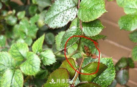 月季盲枝如何分辨？剪不剪？(圖3)