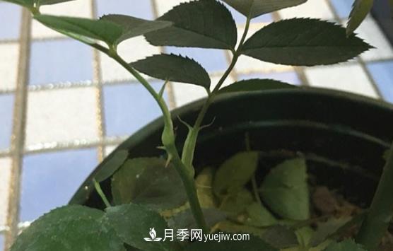 月季盲枝如何分辨？剪不剪？(圖2)