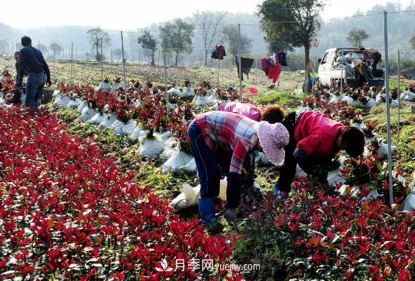 南陽紅葉石楠，多元造型與養(yǎng)護，低端苗木玩出高大上(圖2)