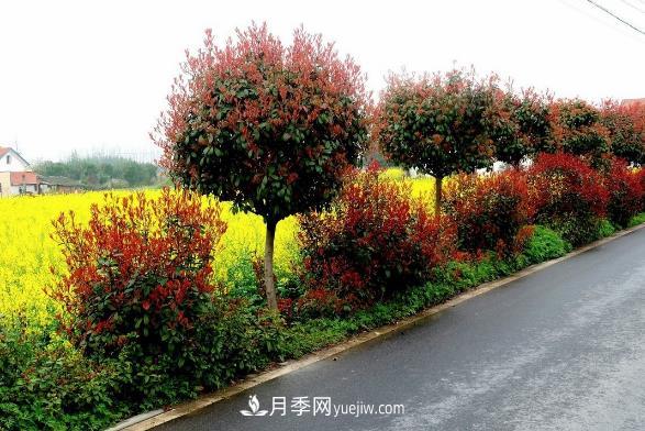 南陽紅葉石楠，多元造型與養(yǎng)護，低端苗木玩出高大上(圖3)