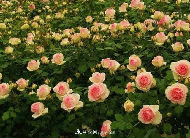 藤本月季有“2件傻事”不要做，否則明年花量“少1半”(圖3)