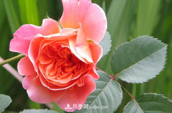 藤本月季品種推薦和日常養(yǎng)護(hù)(圖3)