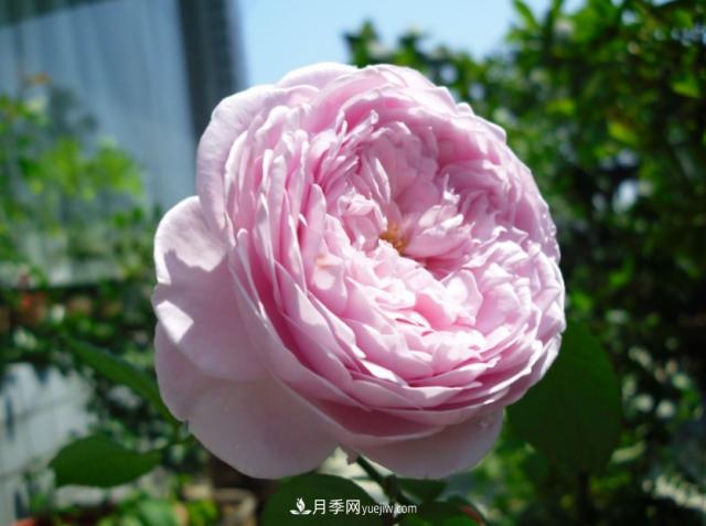 歐月月季種一棵長一片，陽臺庭院都能養(yǎng)，見過的人都喜歡(圖1)