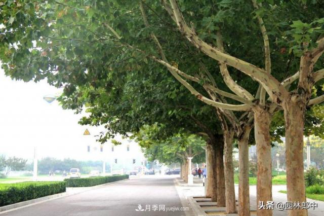 園林綠化中常用的法國梧桐，與古人詩詞中的梧桐是一種樹么？(圖1)