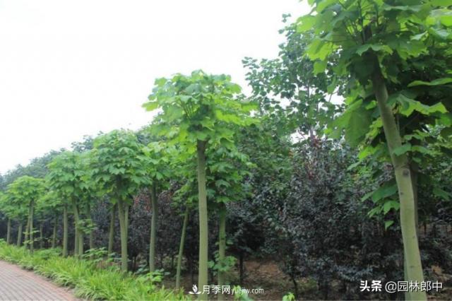 園林綠化中常用的法國梧桐，與古人詩詞中的梧桐是一種樹么？(圖2)