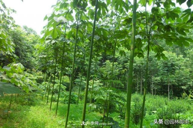 園林綠化中常用的法國梧桐，與古人詩詞中的梧桐是一種樹么？(圖5)