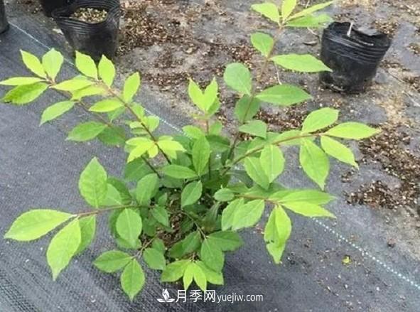 火焰衛(wèi)矛盆栽修剪遇到難題，掌握這五個技巧什么問題都解決(圖2)