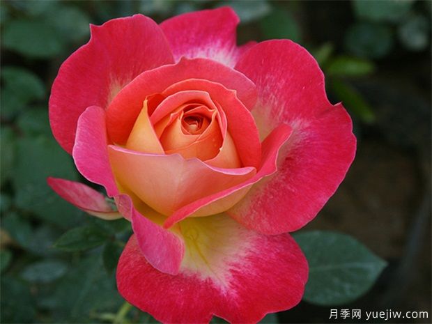 現(xiàn)代樹(shù)狀月季在園林景觀中的廣泛應(yīng)用，一起來(lái)看看吧(圖1)