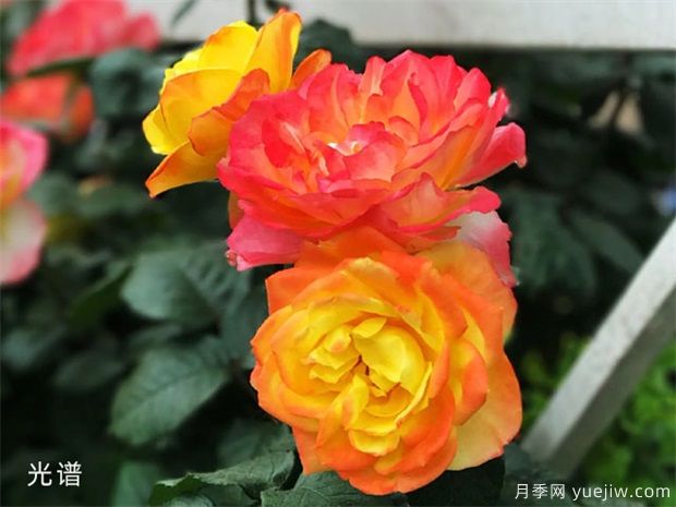 樹狀月季總生病，教給你幾招，輕松解決！(圖1)